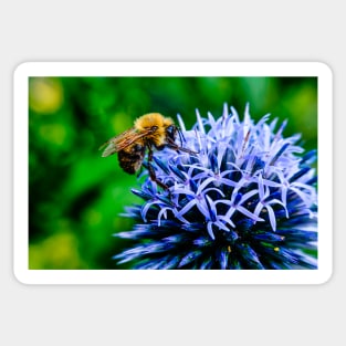 Bee On Small Globe Thistle 2 Sticker